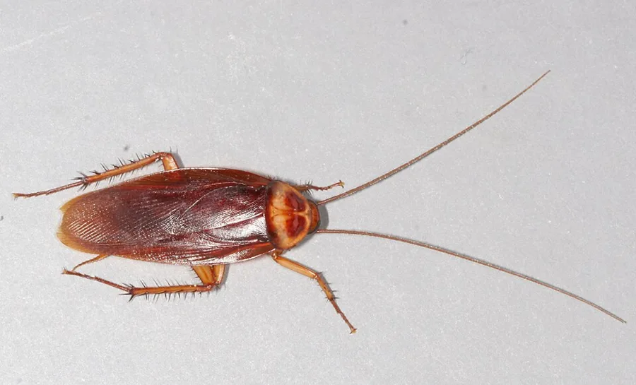 American cockroach with reddish-brown wings and pale markings behind the head