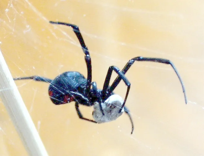 Southern black widow spider in its web