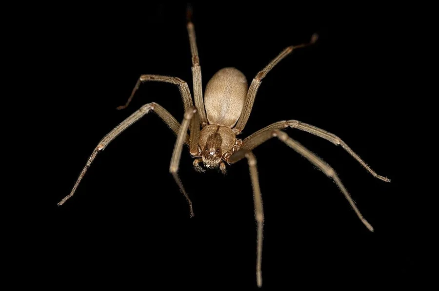 Brown recluse spider photographed from above for identification