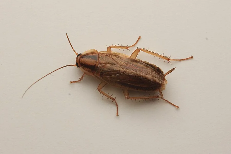 Adult German cockroach showing two dark stripes behind its head