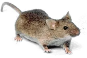 House mouse showing its pointed nose, large ears, and slender tail