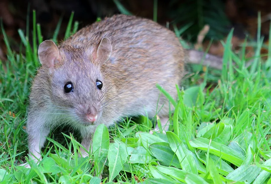 Norway rat showing its brown coat, heavy body, and rounded ears