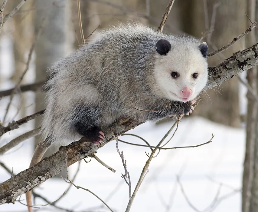 Opossum (Possum) showing identifying features