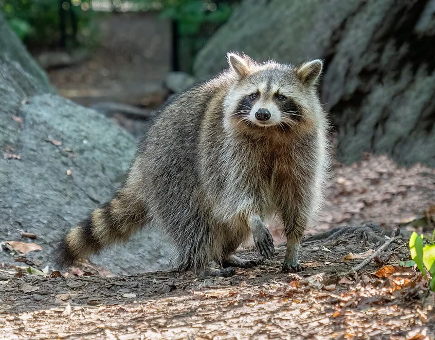 Raccoon showing identifying features