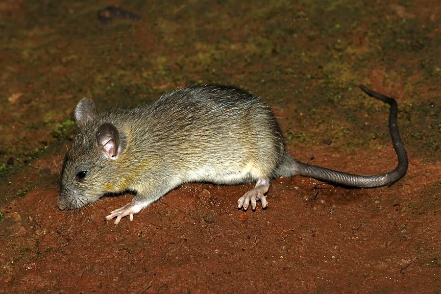 Roof Rat (Attic Rat) showing identifying features