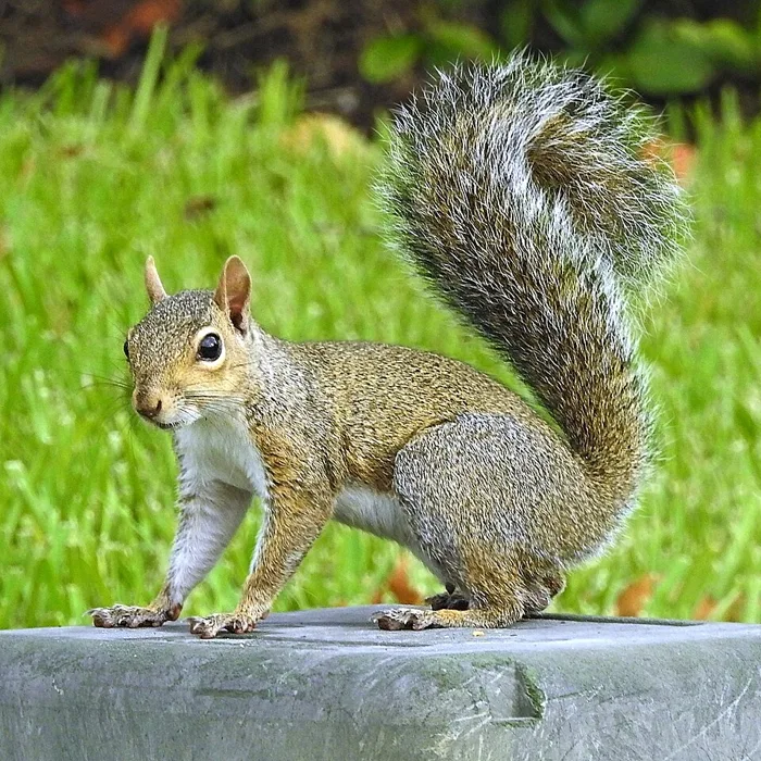 Eastern gray squirrel showing its gray coat and bushy tail