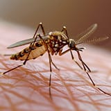 Hicks Home Defense technician providing Pest Control in Central Arkansas for a residential property