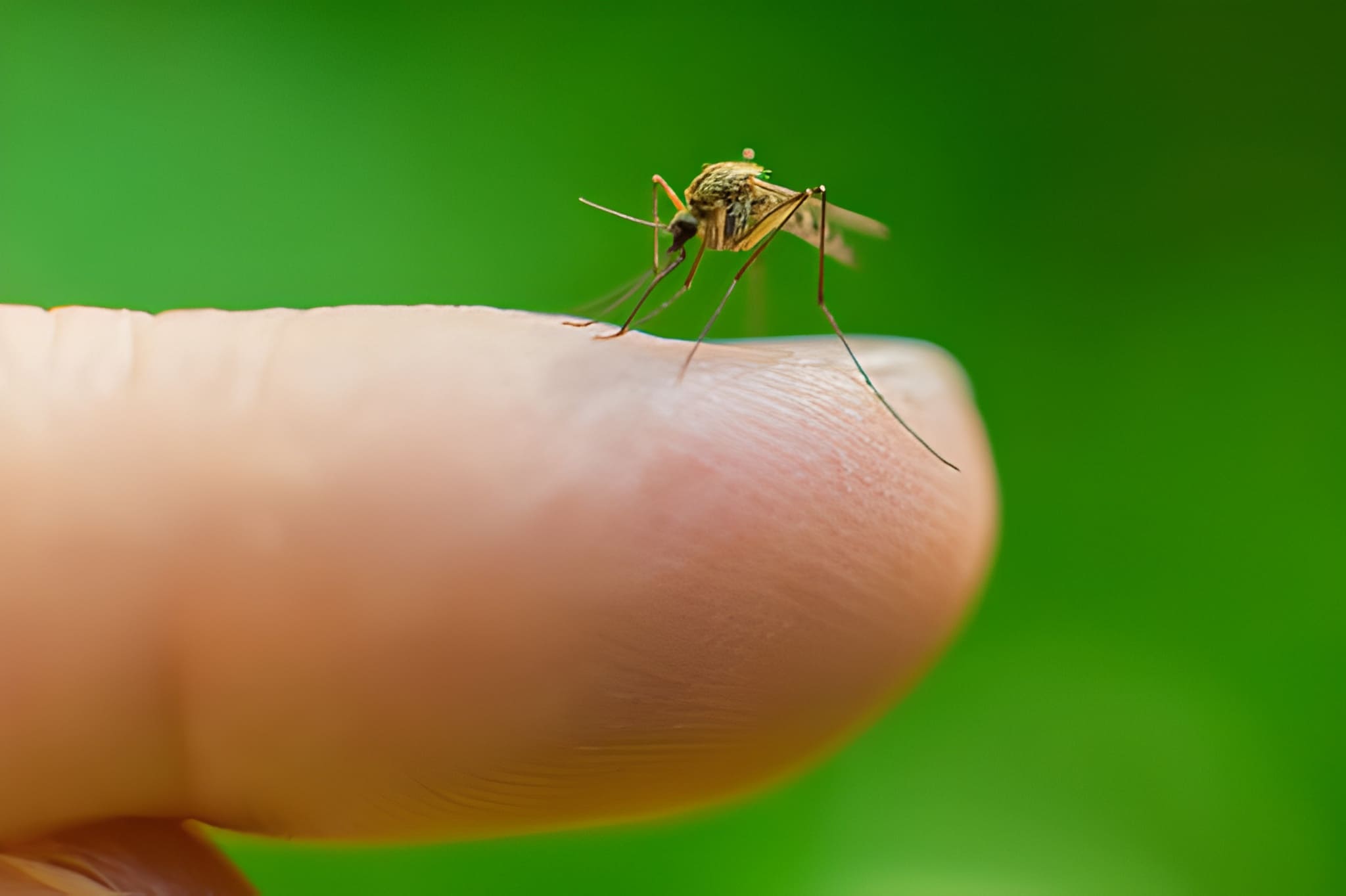 pest control North Little Rock AR