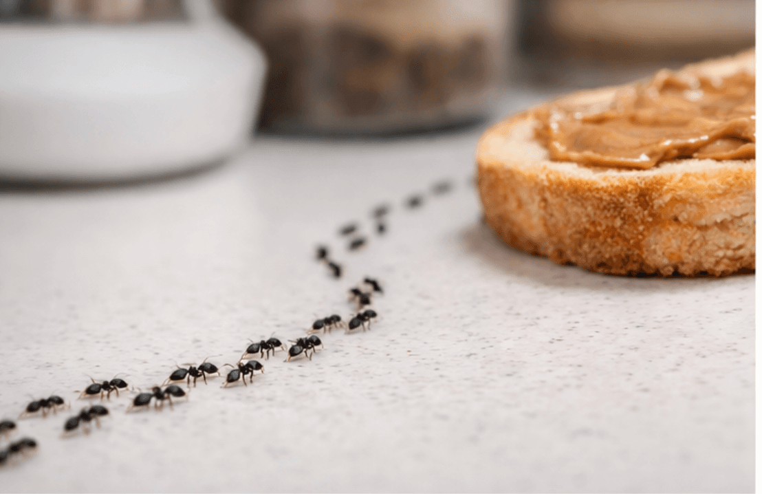 ant control